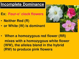 Incomplete dominance neither red (r) or white (w) is dominant. Ppt Incomplete Dominance Powerpoint Presentation Free Download Id 5107624