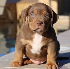 Pitbull puppies for sale in detroit mi. American Bully Puppies For Sale Mvp Bullies