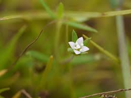 Image result for Oldenlandia lancifolia