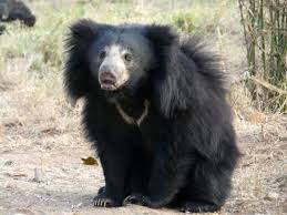 5 out of 5 stars. Wild Sloth Bear Bild Von Dalma Wildlife Sanctuary Jamshedpur Tripadvisor