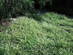 Variegated St Augustine Grass Herbs Variegated Grass