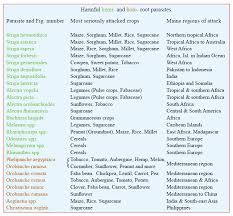 Image result for Buchnera longispicata