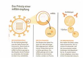Die kalifornische behörde verfügte am sonntag, keine weiteren impfungen aus einer lieferung von. Https Www Aufmesser At Wp Content Uploads 2020 12 21 Infoblatt Covid 19 Impfung 1 Pdf