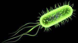 This type of uti is usually caused by escherichia coli (e. Escherichia Coli E Coli Definition Arten Symptome Ubertragung Behandlung Von Kolibakterien