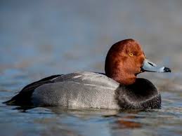 Watch the redhead katka playing underwater at beegcom. Redhead Identification All About Birds Cornell Lab Of Ornithology