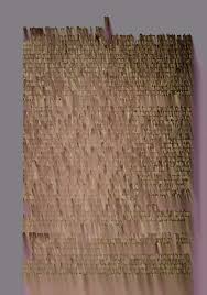 Image result for Ochna leptoclada