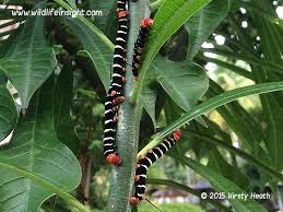 Black And White Striped Caterpillar With Orange Dots Black And White Striped Caterpillar Wildlife Insight