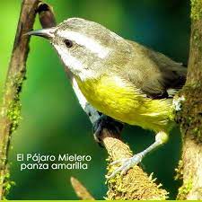 El Pajaro Mielero Panza Amarilla Es Una Especie Que Habita En Los Bosques Laderas Y Orillas De Rios Donde Puede Encontrar Flores El Pajaros Animales Imagenes