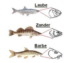 Die neunaugen sind wurmähnliche fische mit kurzen flossen und rundem maul. Fischkunde Gehort Zum Grundwissen Der Angler Angeln Und Jagen