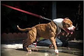 Pin By Jimmy Toby On Pits Pitbull Terrier Pitbulls American Pitbull Terrier