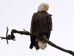 Birds Of Prey In Georgia Usa Berry College Eagle Cam C Berry College Live Eagle Cam Eagle Cam
