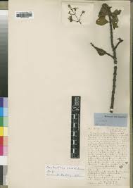 Image result for Aeollanthus neglectus