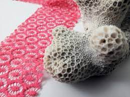 Corail Artefact par Jérémy Gobé - Première Vision