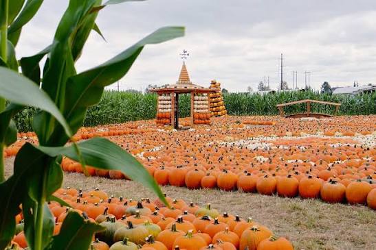 We still need your help! We've cracked the top 10 for USA Today's 10Best Pumpkin  Patch, but we're not done yet. We're currently in 10th place, and with your  daily votes, we