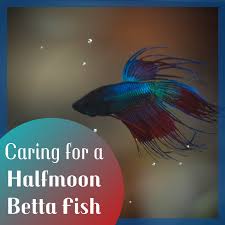 Betta fish breeding 4k video. Halfmoon Betta Fish Care And Tips Pethelpful