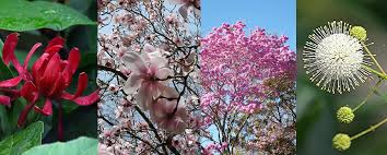 We did not find results for: 12 Flowering Trees And Shrubs For Year Round Beauty Garden Weasel