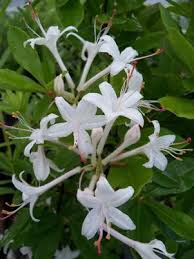 Rhododendron Viscosum Swamp Azalea Growing Wild Nursery Fragrant Plant Plants Fragrant Flowers
