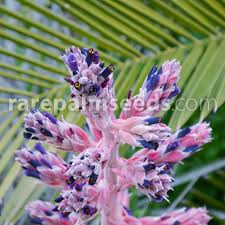 Image result for Pycnostachys coerulea