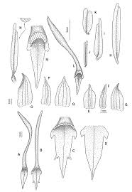 Image result for Tridactyle anthomaniaca