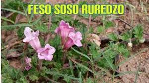 Image result for Dicerocaryum senecioides
