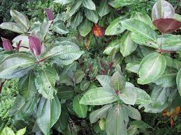 Image result for Cogniauxia podolaena