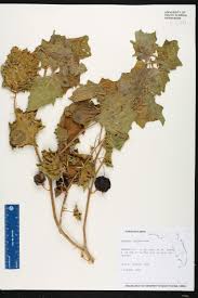 Image result for Solanum viarum