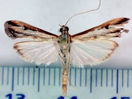 Image result for Euclasta