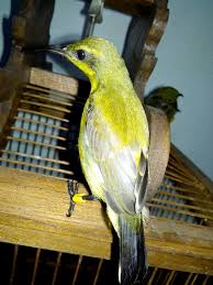 Ciri, jenis, tips memelihara, harga hingga pelajaran hidup yang bisa jenis burung elang. Cara Membedakan Jenis Kelamin Sogon Yang Masih Muda Burung Sogok Ontong