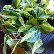 When buying silver jewelry, your options are usually sterling or pure silver. Philodendron Cordatum Silver Stripe Philodendron Silver Stripe In Gardentags Plant Encyclopedia