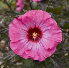 Image result for Hibiscus aponeurus