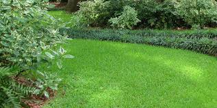 St augustine grass is a favorite hot weather grass adapted to the coastal and southern regions of the u.s. Raleigh St Augustine