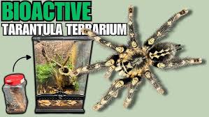 Image result for Centema subfusca