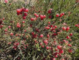 Image result for Muraltia