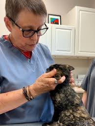 At HSVC, our passion for animal welfare extends beyond county borders.  Members of our shelter's Clinic team recently showcased just how far their  dedication goes when they journeyed to Loreto, Mexico—Ventura's official