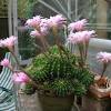 Never give your cacti a large amount of water. Https Encrypted Tbn0 Gstatic Com Images Q Tbn And9gcrjep1aw Puhrijx Ripjoqqzscrdu O3xye4xot84tpejtrnuk Usqp Cau