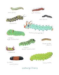 Black And Red Caterpillar Identification Caterpillars Art Print Colorful Bugs Wall Art Caterpillar Art Kids Art Prints Bugs Wall Art