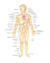 Here's a quick guide to the parts of the body in french. Human Body Diagram In French Human Anatomy