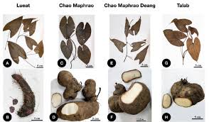 Image result for Dioscorea alata