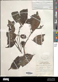 Image result for Aidia micrantha