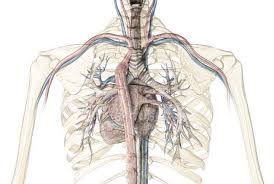 It can help you understand our world more detailed and specific. Human Rib Cage Showing Heart With Vessels And Bronchial Tree On White Background Anatomy Tissue Stock Photo 275201824