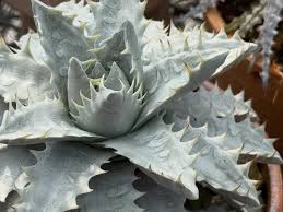 Image result for Aloe komatiensis