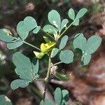 Image result for Crotalaria micans