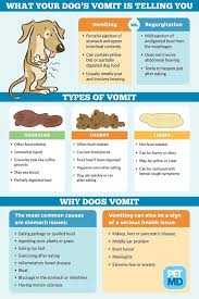 Dog Health In 2020 Different Types Of Dogs Dog Food Recipes Dog Health Tips