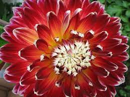 Are Zinnia And Dahlia Flowers Similar Hunker Dahlia Flower Dahlia Flowers