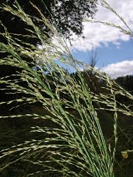 Image result for Rhytachne robusta