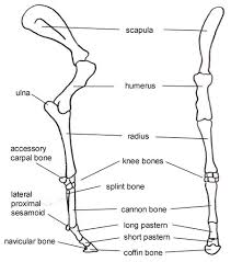 The fibula is connected via ligaments to the two ends of the tibia. How Equine Forelimb Anatomy Plays Out With Conformation And Soundness