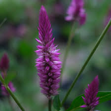 Image result for Celosia argentea