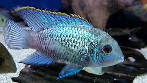 The electric blue cichlid is a stunning looking fish, but how easy are they too look after and are they suitable for beginners? Cichlid Species Andinoacara Sp Electric Blue