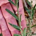 Image result for Polygala erioptera