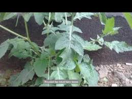 Image result for Erucastrum arabicum